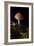 Mushroom-Gordon Semmens-Framed Photographic Print