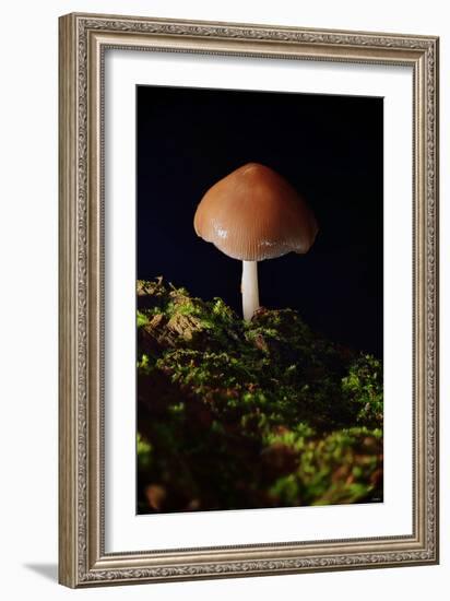 Mushroom-Gordon Semmens-Framed Photographic Print