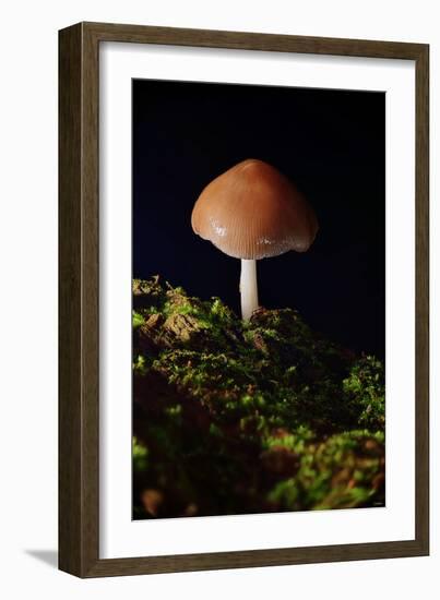 Mushroom-Gordon Semmens-Framed Photographic Print