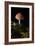 Mushroom-Gordon Semmens-Framed Photographic Print