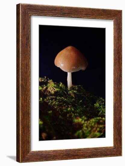 Mushroom-Gordon Semmens-Framed Photographic Print