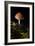 Mushroom-Gordon Semmens-Framed Photographic Print