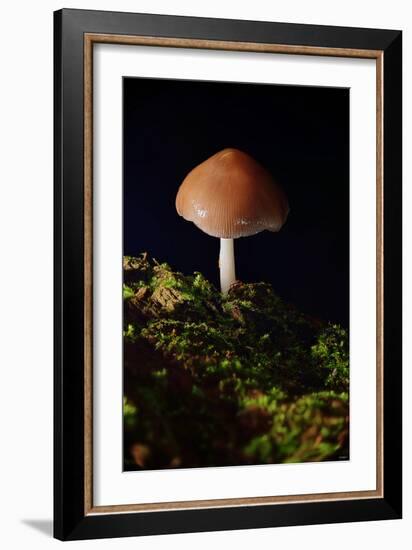 Mushroom-Gordon Semmens-Framed Photographic Print