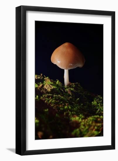 Mushroom-Gordon Semmens-Framed Photographic Print