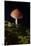 Mushroom-Gordon Semmens-Mounted Photographic Print