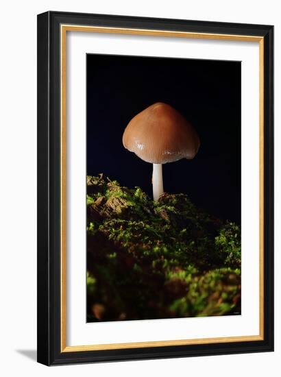 Mushroom-Gordon Semmens-Framed Photographic Print