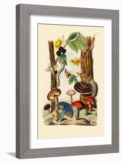 Mushrooms, 1833-39-null-Framed Giclee Print