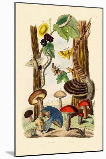 Mushrooms, 1833-39-null-Mounted Giclee Print
