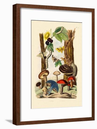 Mushrooms, 1833-39-null-Framed Giclee Print