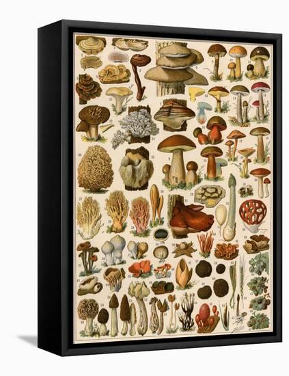 Mushrooms and Other Fungi-null-Framed Premier Image Canvas