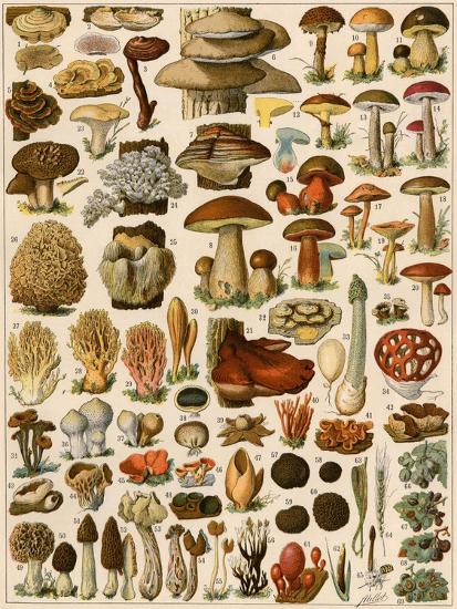Premium Giclee Print, , large