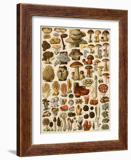 Mushrooms and Other Fungi-null-Framed Giclee Print