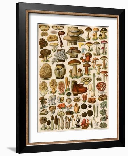 Mushrooms and Other Fungi-null-Framed Giclee Print