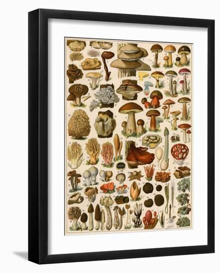 Mushrooms and Other Fungi-null-Framed Giclee Print