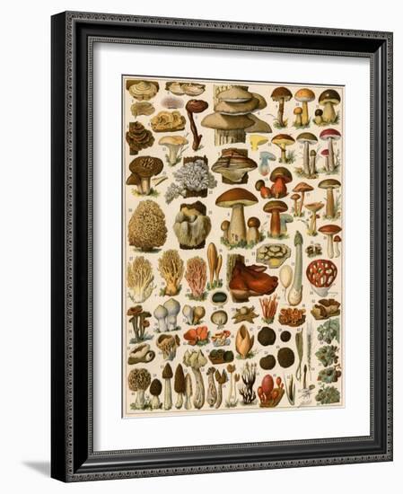 Mushrooms and Other Fungi-null-Framed Giclee Print