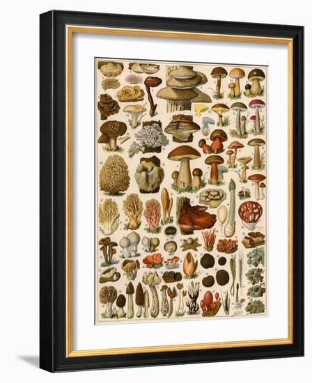 Mushrooms and Other Fungi-null-Framed Giclee Print