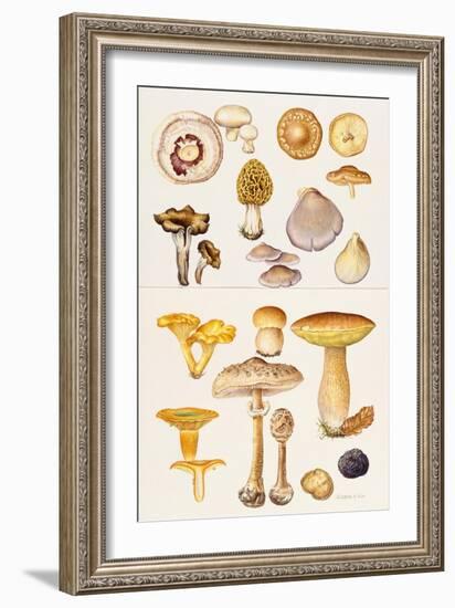 Mushrooms and Truffles-Elizabeth Rice-Framed Premium Giclee Print