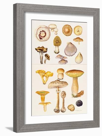 Mushrooms and Truffles-Elizabeth Rice-Framed Giclee Print