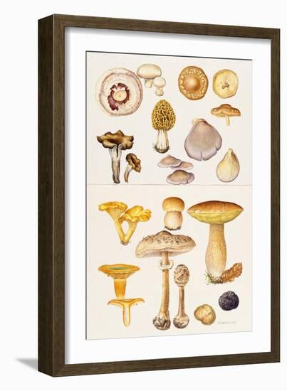 Mushrooms and Truffles-Elizabeth Rice-Framed Giclee Print