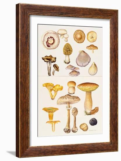 Mushrooms and Truffles-Elizabeth Rice-Framed Giclee Print