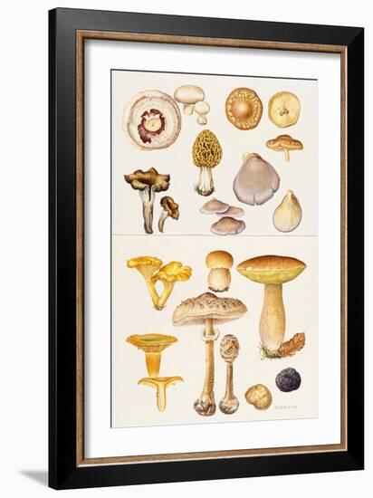 Mushrooms and Truffles-Elizabeth Rice-Framed Giclee Print