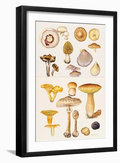 Mushrooms and Truffles-Elizabeth Rice-Framed Giclee Print