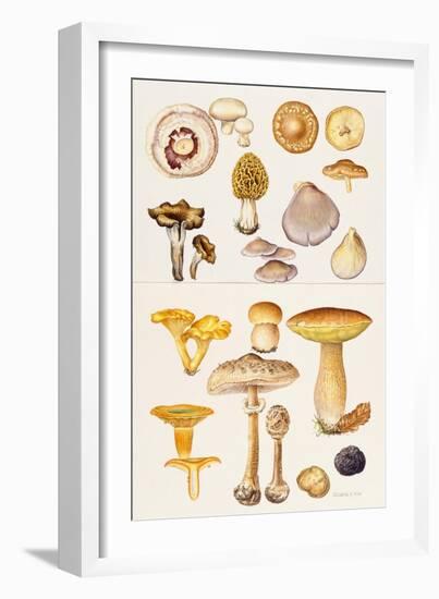 Mushrooms and Truffles-Elizabeth Rice-Framed Giclee Print