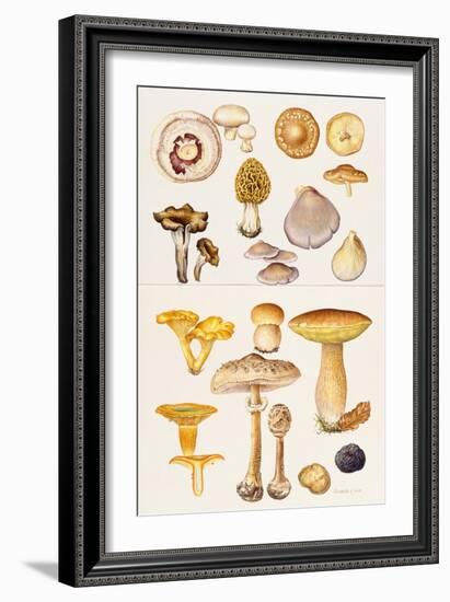 Mushrooms and Truffles-Elizabeth Rice-Framed Giclee Print