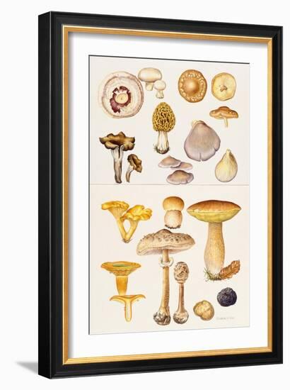 Mushrooms and Truffles-Elizabeth Rice-Framed Giclee Print