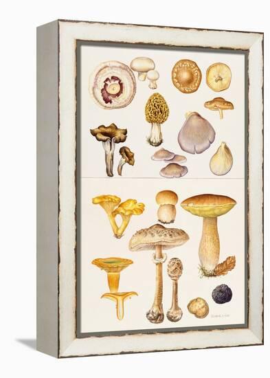 Mushrooms and Truffles-Elizabeth Rice-Framed Premier Image Canvas