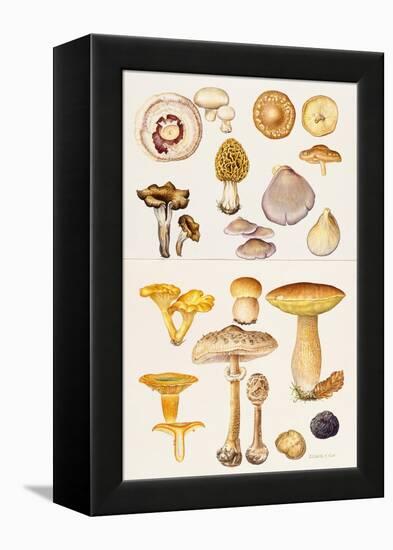 Mushrooms and Truffles-Elizabeth Rice-Framed Premier Image Canvas