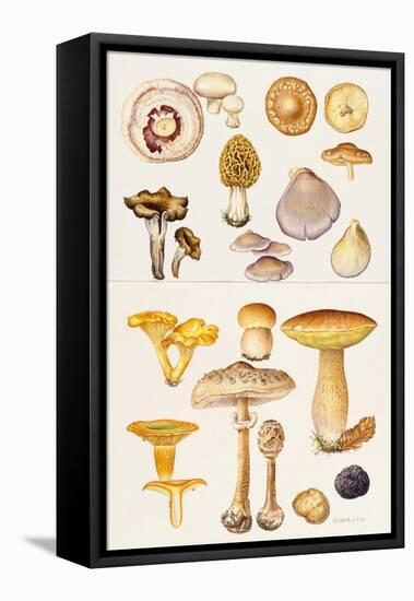 Mushrooms and Truffles-Elizabeth Rice-Framed Premier Image Canvas