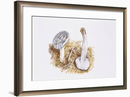 Mushrooms, Basidiomycota, Agaricales, Tricholoma-null-Framed Giclee Print