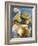 Mushrooms, Chanterelles, (Cantharellus Cibarius), Italy-Nico Tondini-Framed Photographic Print