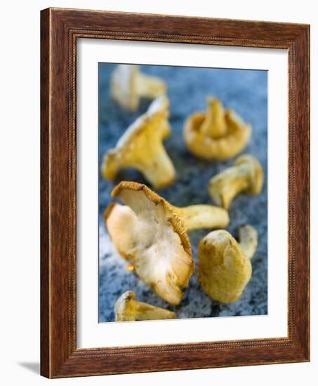 Mushrooms, Chanterelles, (Cantharellus Cibarius), Italy-Nico Tondini-Framed Photographic Print