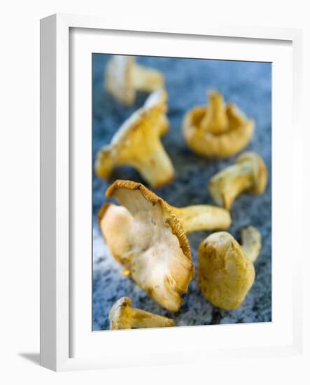 Mushrooms, Chanterelles, (Cantharellus Cibarius), Italy-Nico Tondini-Framed Photographic Print