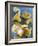 Mushrooms, Chanterelles, (Cantharellus Cibarius), Italy-Nico Tondini-Framed Photographic Print