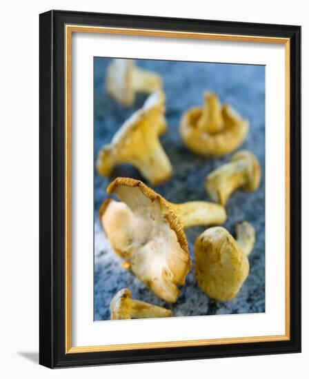 Mushrooms, Chanterelles, (Cantharellus Cibarius), Italy-Nico Tondini-Framed Photographic Print