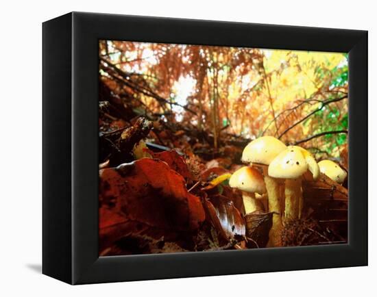 Mushrooms Growing Among Autumn Leaves, Jasmund National Park, Island of Ruegen, Germany-Christian Ziegler-Framed Premier Image Canvas