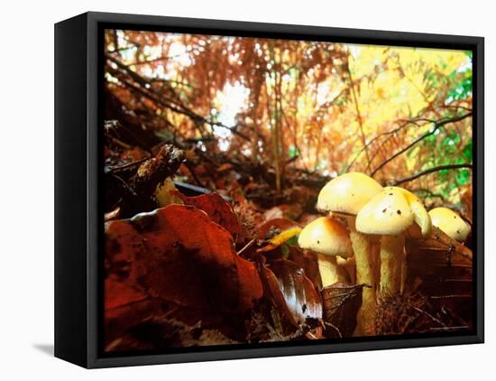 Mushrooms Growing Among Autumn Leaves, Jasmund National Park, Island of Ruegen, Germany-Christian Ziegler-Framed Premier Image Canvas