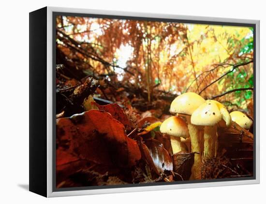 Mushrooms Growing Among Autumn Leaves, Jasmund National Park, Island of Ruegen, Germany-Christian Ziegler-Framed Premier Image Canvas