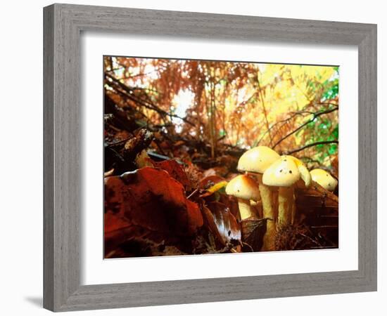 Mushrooms Growing Among Autumn Leaves, Jasmund National Park, Island of Ruegen, Germany-Christian Ziegler-Framed Photographic Print