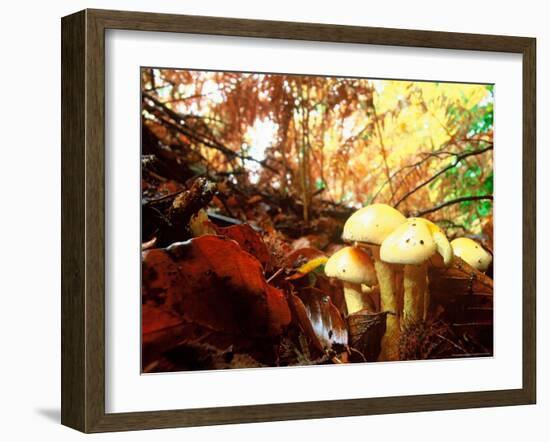 Mushrooms Growing Among Autumn Leaves, Jasmund National Park, Island of Ruegen, Germany-Christian Ziegler-Framed Photographic Print