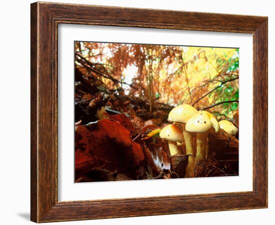 Mushrooms Growing Among Autumn Leaves, Jasmund National Park, Island of Ruegen, Germany-Christian Ziegler-Framed Photographic Print