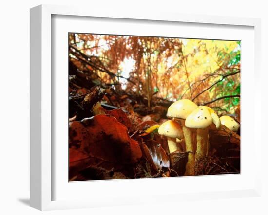 Mushrooms Growing Among Autumn Leaves, Jasmund National Park, Island of Ruegen, Germany-Christian Ziegler-Framed Photographic Print