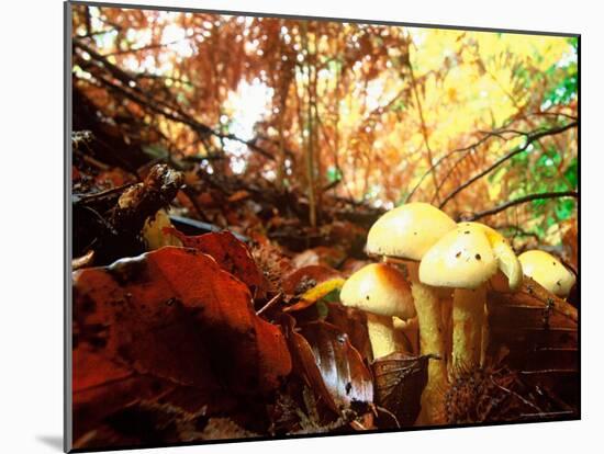 Mushrooms Growing Among Autumn Leaves, Jasmund National Park, Island of Ruegen, Germany-Christian Ziegler-Mounted Photographic Print