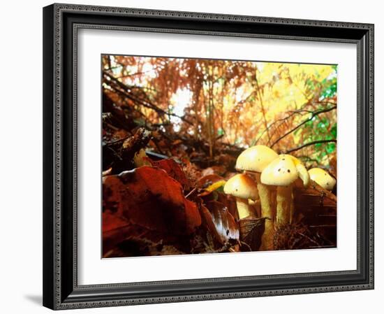 Mushrooms Growing Among Autumn Leaves, Jasmund National Park, Island of Ruegen, Germany-Christian Ziegler-Framed Photographic Print