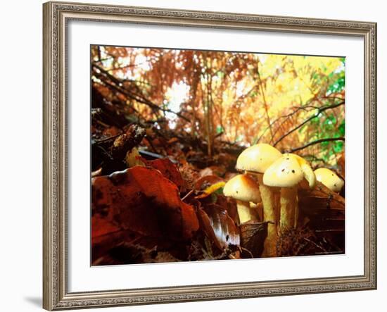 Mushrooms Growing Among Autumn Leaves, Jasmund National Park, Island of Ruegen, Germany-Christian Ziegler-Framed Photographic Print