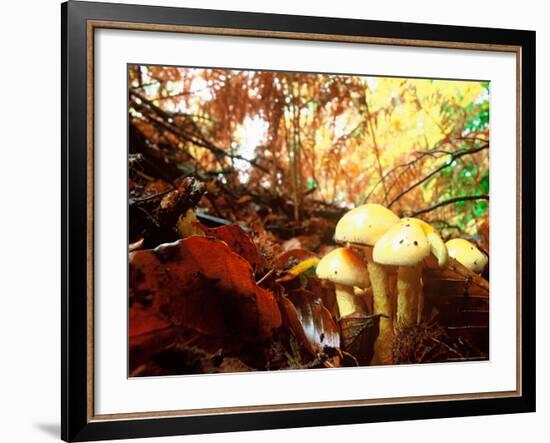 Mushrooms Growing Among Autumn Leaves, Jasmund National Park, Island of Ruegen, Germany-Christian Ziegler-Framed Photographic Print