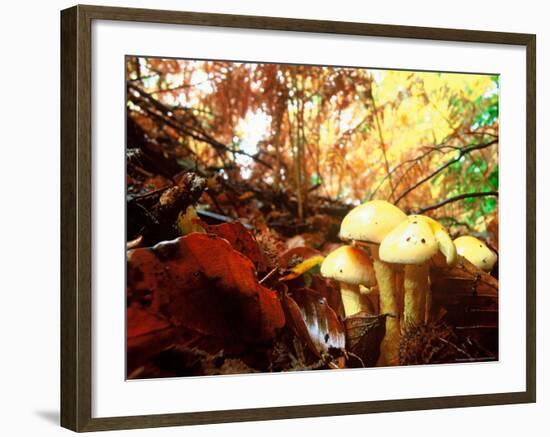 Mushrooms Growing Among Autumn Leaves, Jasmund National Park, Island of Ruegen, Germany-Christian Ziegler-Framed Photographic Print